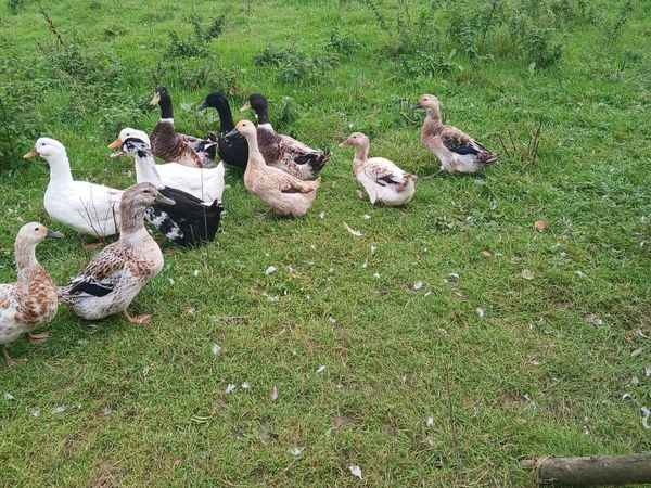 Ducks - Main image