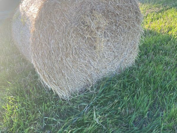 Golden barley straw - Main image