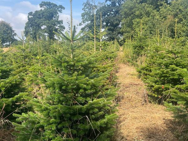 Christmas Trees- wholesale - Main image