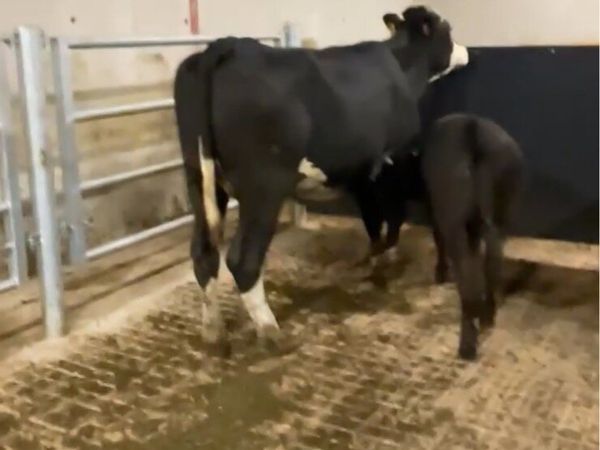 First calfing heifer and heifer calf - Main image