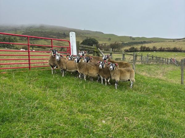 Lanark ewes - Main image
