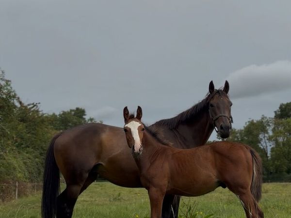 Recipient mare - Main image