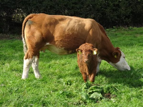 10 heifers +calves Markethill Mart Thurs 15/10/26 - Main image