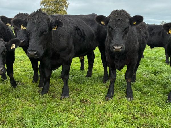 17 Angus bullocks - Main image