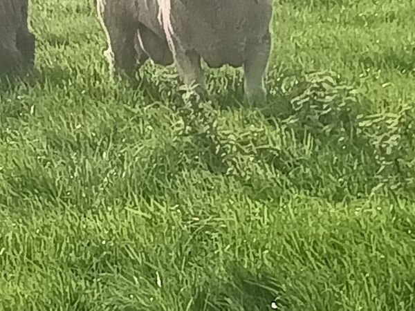 Dorset rams - Main image