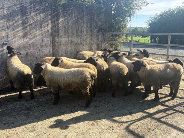 Suffolk ram lambs for sale - Main image