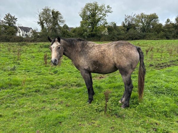 2 Year Old Connemara Filly - Main image