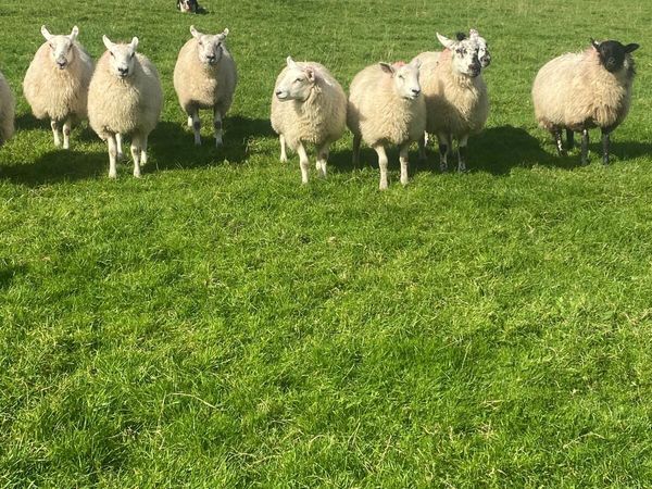 Ewe lambs - Main image
