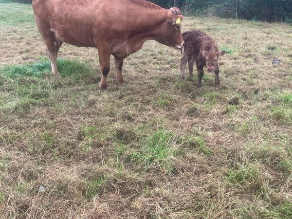 Incalf Heifers for sale - Main image