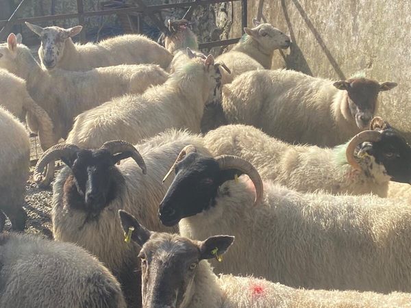16 ewes - Main image
