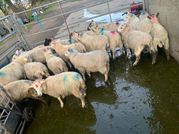 ✅Store lambs✅ - Main image