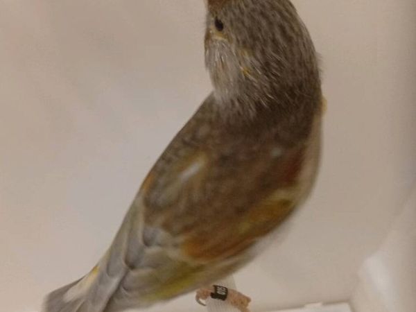 Canaries and their crosses - Main image