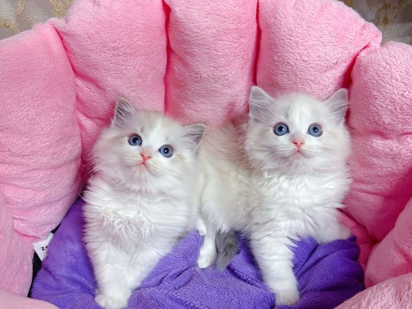 Purebred Ragdoll kittens for sale TICA Registered - Main image