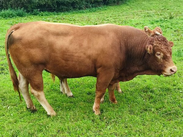 Limousine Bull - Main image