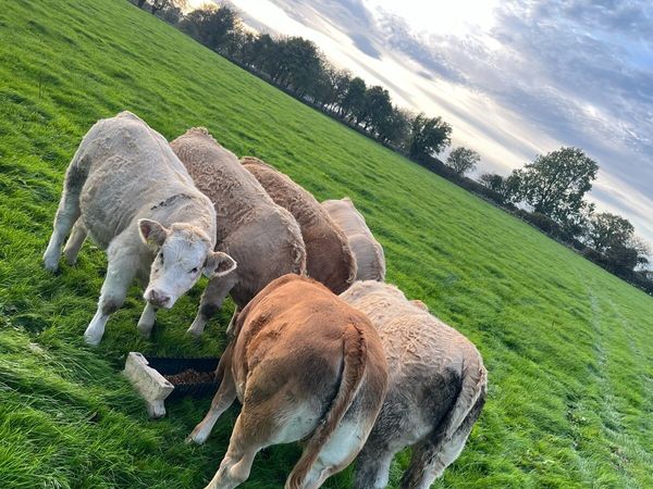 Weanling Heifers Roscommon Mart Tuesday Oct 6th - Main image