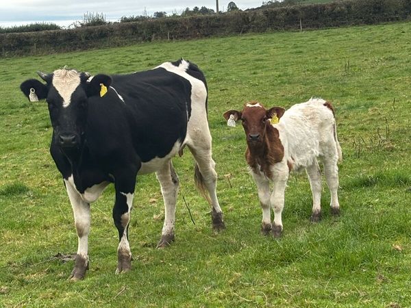 ❌Belgian Blue CALVED HEIFER ❌ - Main image
