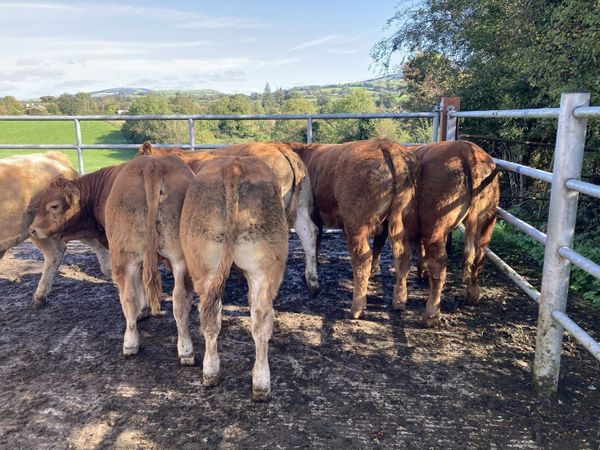 limousin bull weanlings - Main image