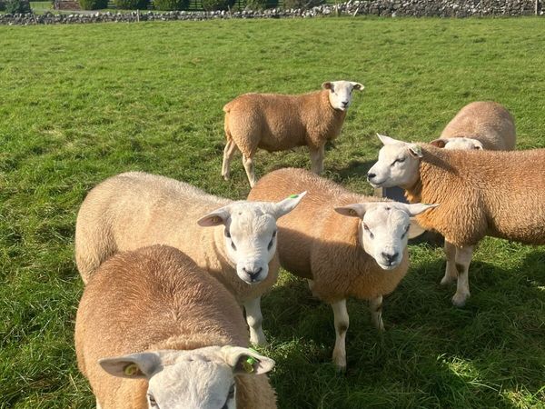 PBR Texel Rams - Main image