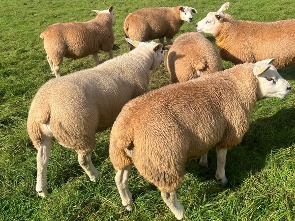 PBR Texel Rams - Main image