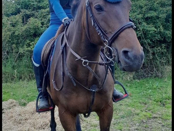 14.2h gelding - Main image
