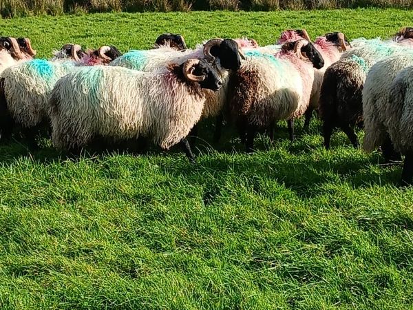 Mayo Blackface Ram Lambs - Main image