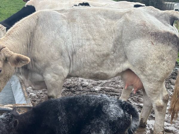 OUTSTANDING COW calved last night - Main image