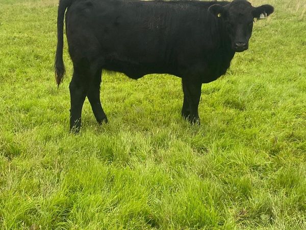 Organic weanlings for sale - Main image