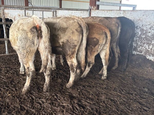 5 super store heifers - Main image