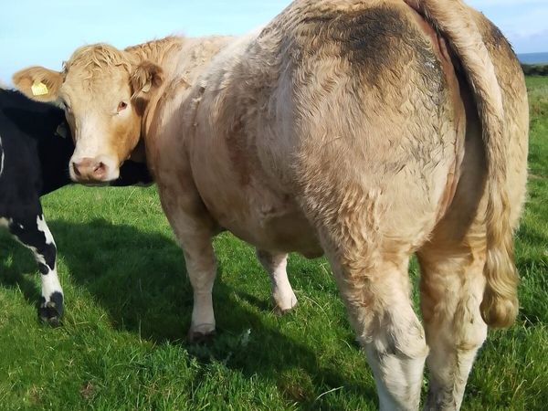 Breeding heifers ballymote Mart - Main image