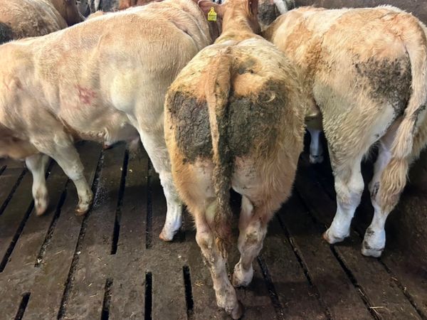16 CONTINENTAL LIMESTONE WEANLING BULLS - Main image