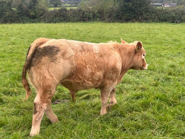 16 CONTINENTAL LIMESTONE WEANLING BULLS - Main image