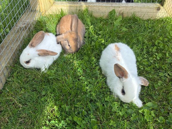 Friendly healthy bunnies - Main image