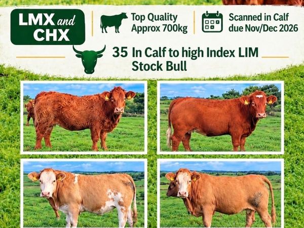 35 In-Calf Heifers for Sale Balla Mart 17 Oct - Main image