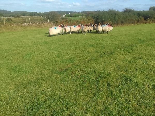 30 broken mouth ewes - Main image
