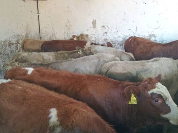 10 charolais and simmental heifers - Main image