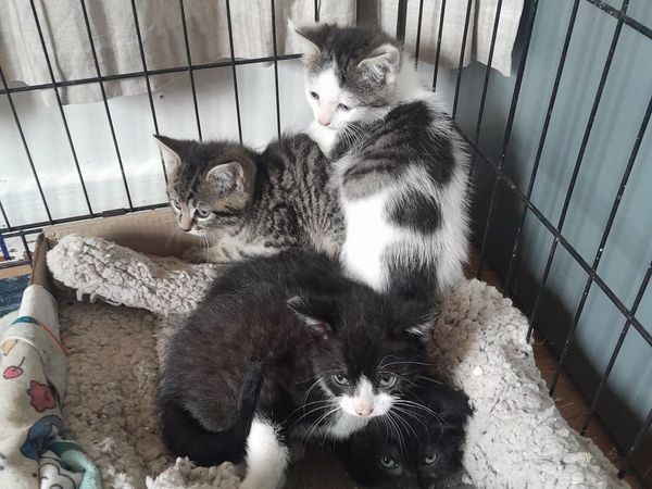 Kittens - Main image