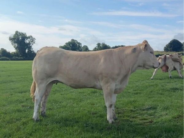 9 springer heifers in carnaross mart - Main image