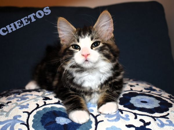 🐾 Gorgeous Family-Raised Kittens Ready Now 🐾 - Main image