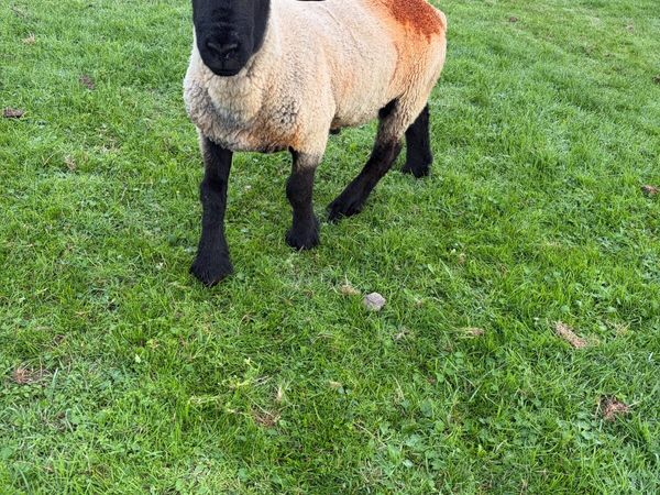 Pbnr Suffolk ram - Main image