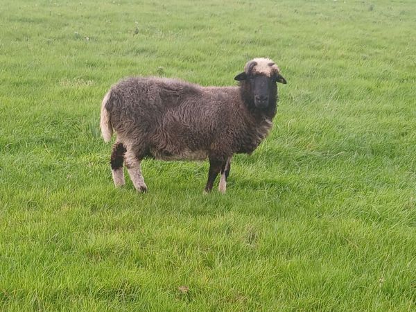 Valais blacknose - Main image