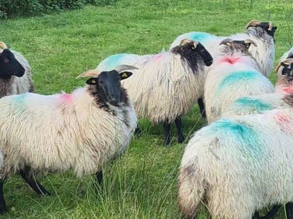 Ewe lambs - Main image