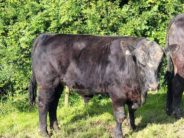 no-image