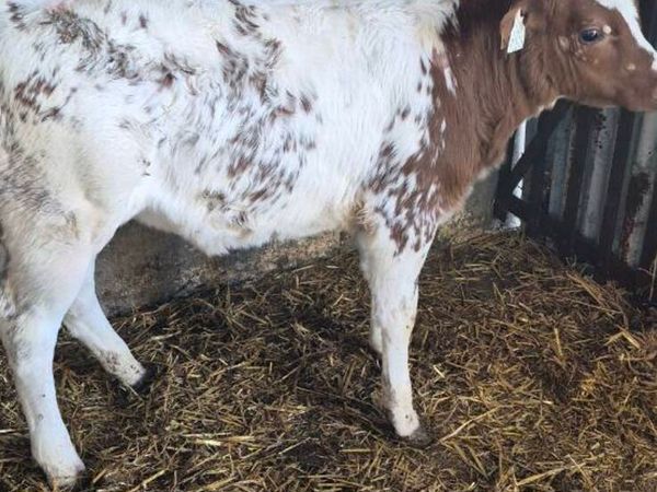 no-image