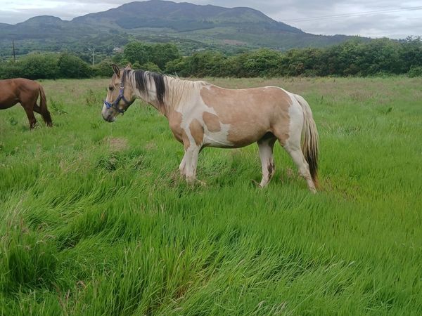 Horse - Main image
