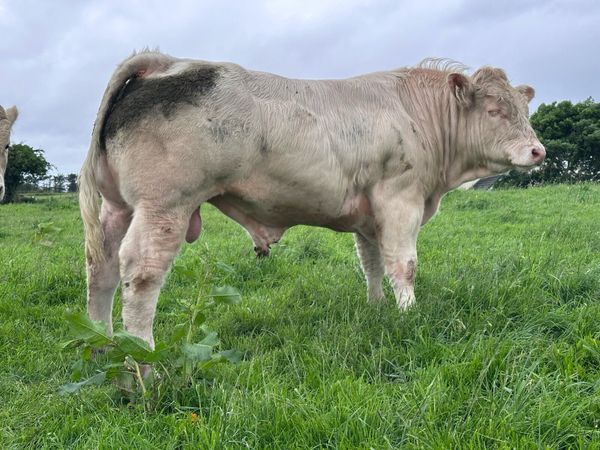 no-image