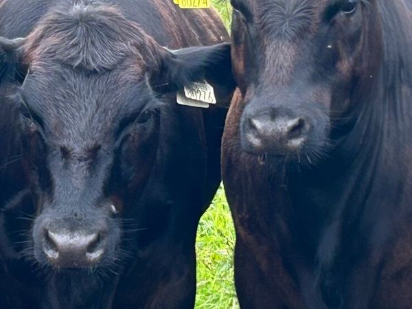 no-image
