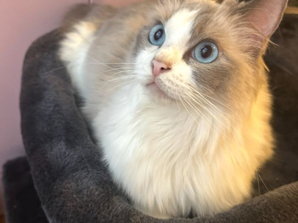 no-image