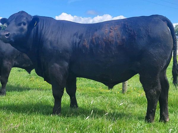 Bulls - Main image