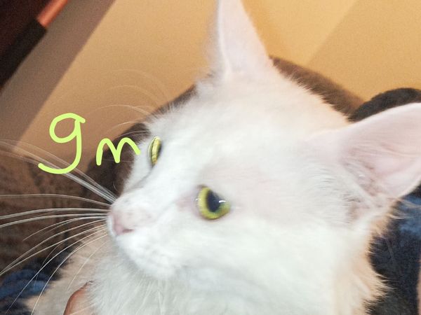 no-image