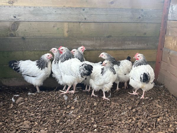 no-image